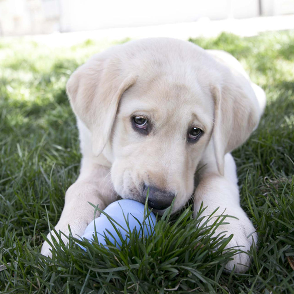 Puppy - Natural Teething Rubber Chew Toy for Dogs - Stuffable Dog Toy for Extended Playtime - Chew & Fetch Toy for Puppies - for Medium Puppies - Blue