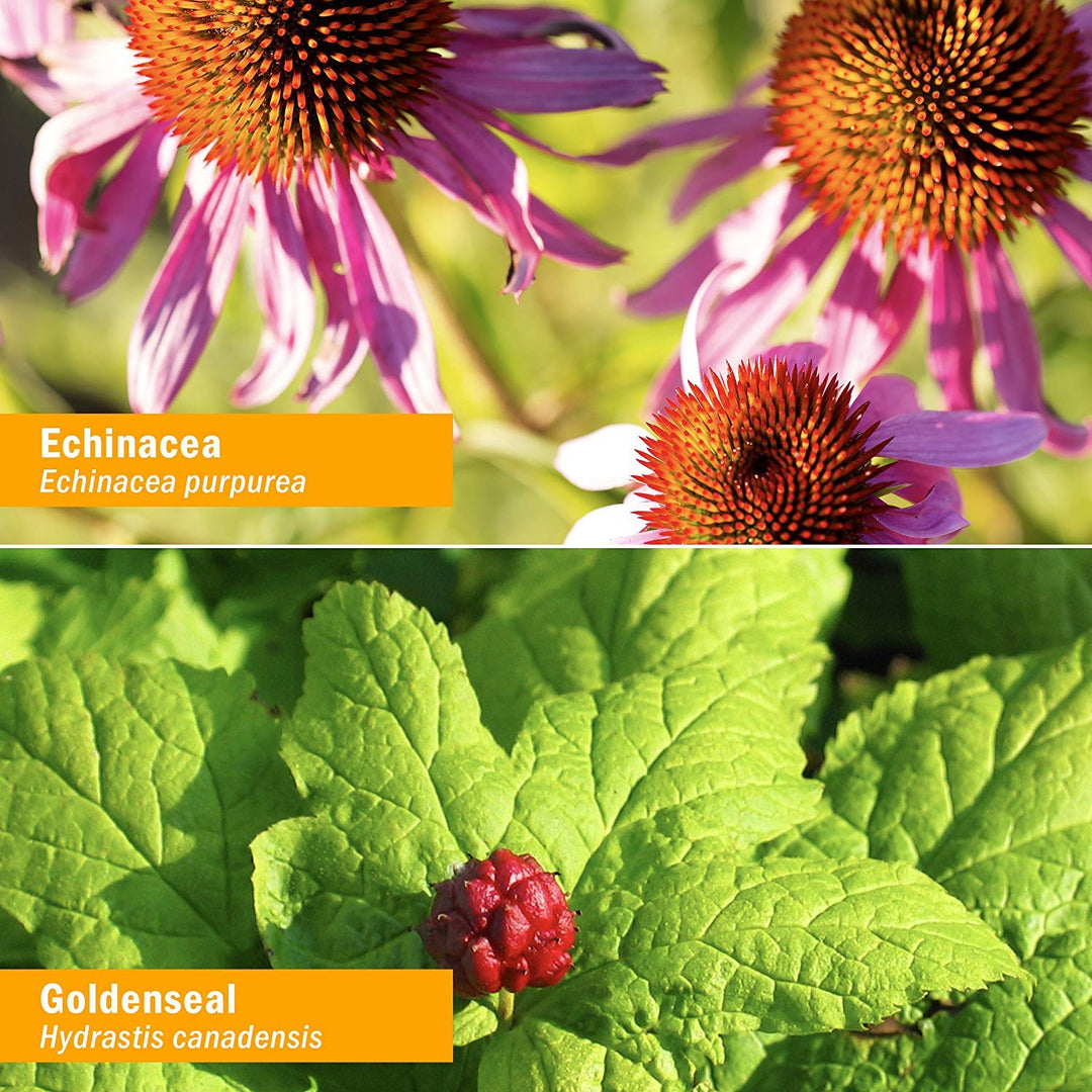 Organic Rapid Immune Boost: Fast-Absorbing Tincture for Adults, Echinacea Tincture with Goldenseal, Ginger Extract &amp; Elderberry, Immune Support Supplement &amp; Wellness Aid, 4 Oz