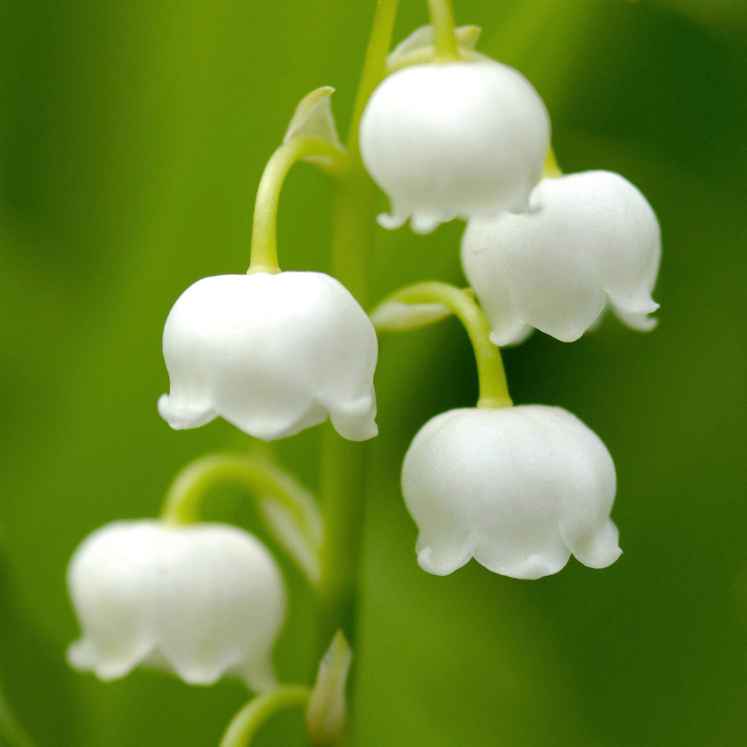 Casual Fine Parfum Spray, 118.29ml