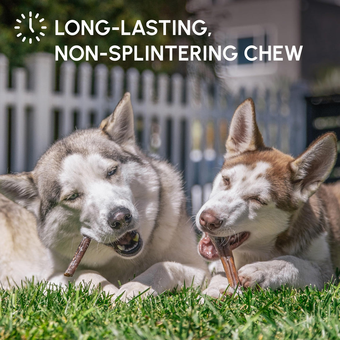 6-inch Bully Sticks for Dogs, Pack of 10 - Single Ingredient, Nutrient-Rich and Odor Free Bully Sticks for Dogs - Rawhide Free Dog Chews Long Lasting and Non-Splintering