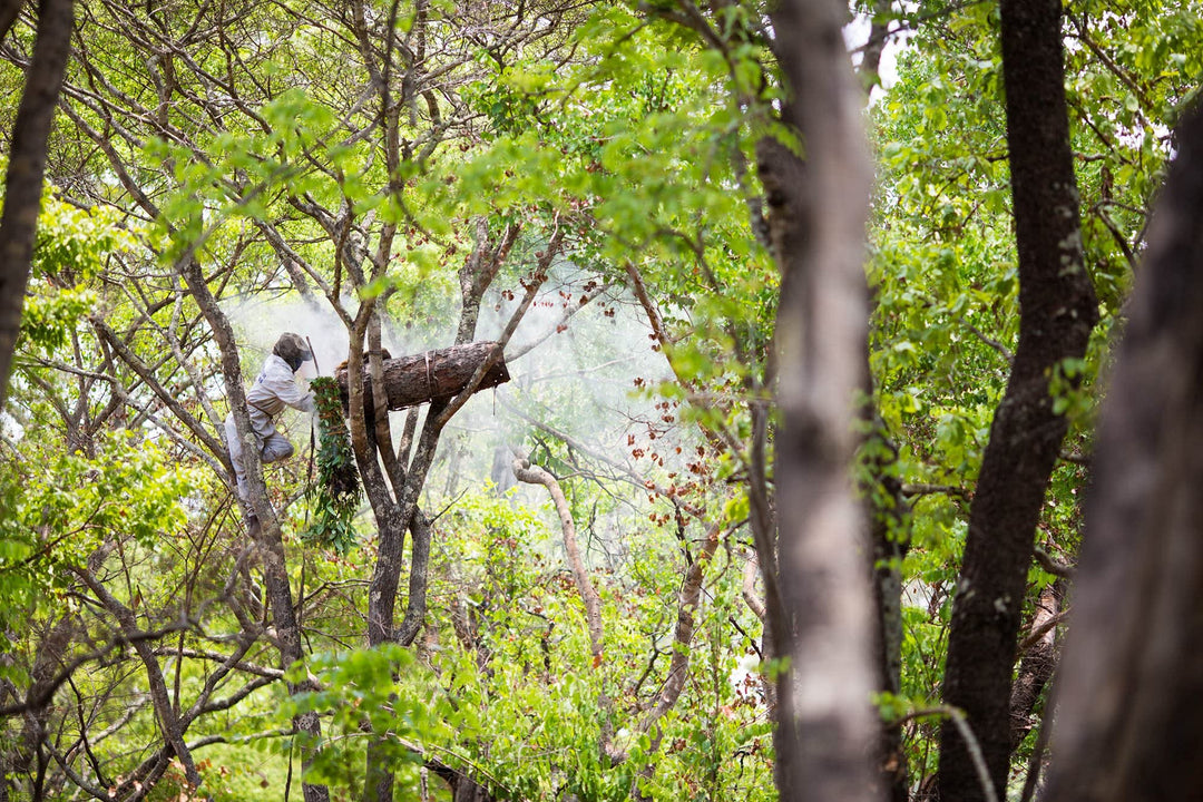 Beeswax Lip Balm by ZAMBEEZI - Lemongrass 3 pack - Crafted with USDA Certified Organic, Fair.