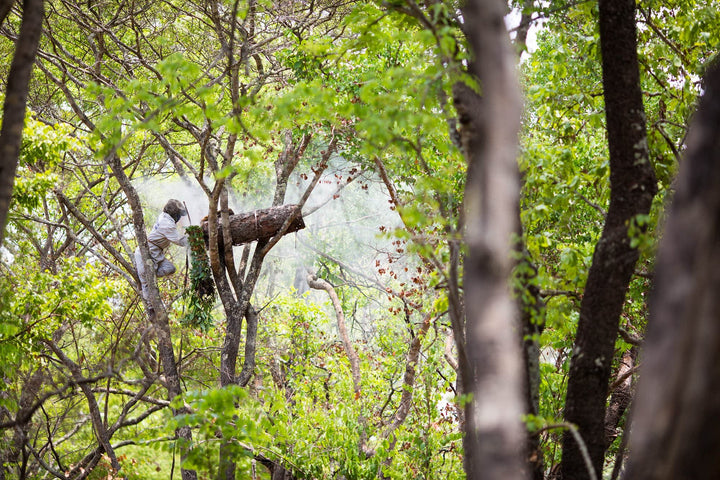 Beeswax Lip Balm by ZAMBEEZI - Lemongrass 3 pack - Crafted with USDA Certified Organic, Fair.