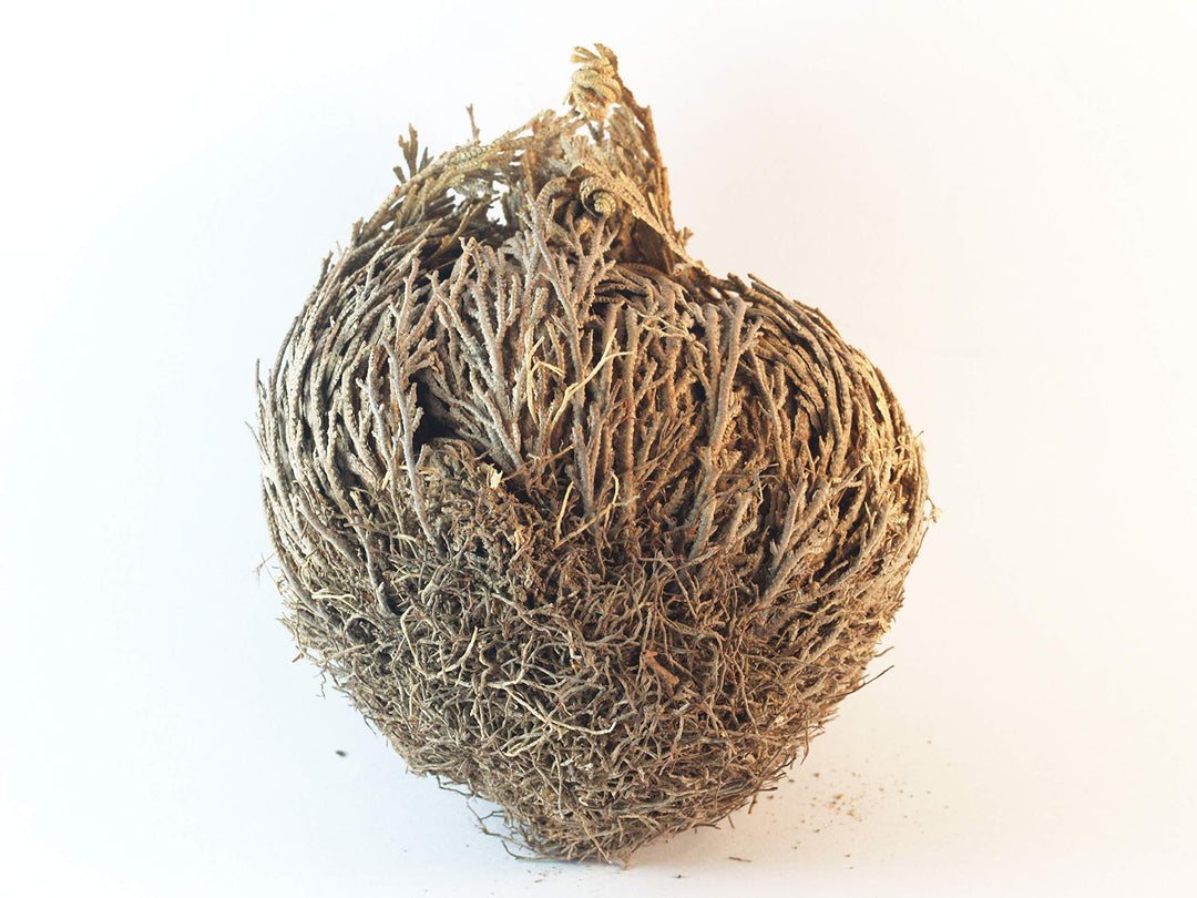 Luchea's Psychic World Herbs-Rose of Jericho-Whole