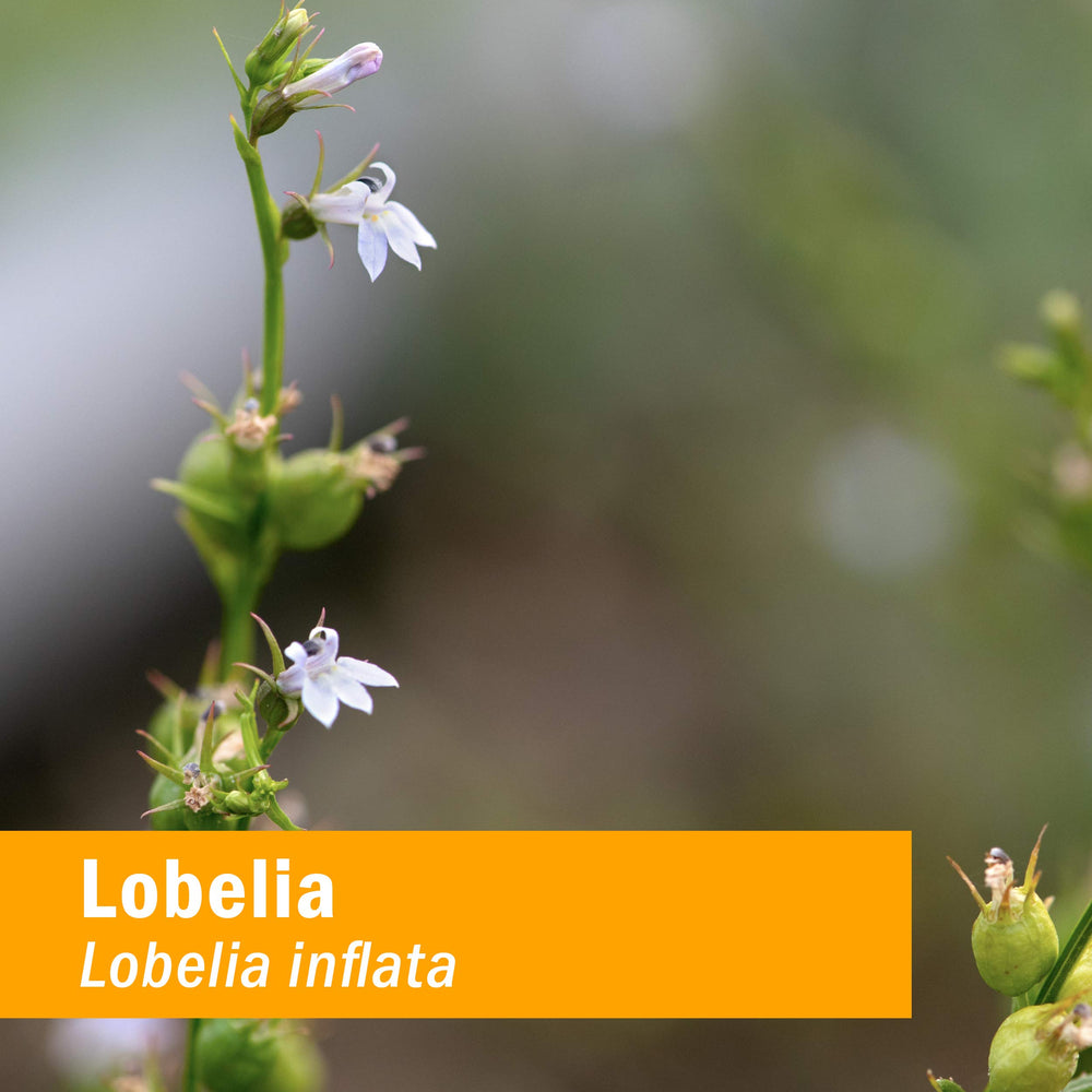 Certified Organic Lobelia Liquid Extract for Musculoskeletal System Support - 1 Ounce (DLOBEL01)