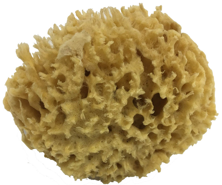 Natural Sea Wool Sponge 4-5 ® Amazing Natural Renewable ResourceCreating The in Home Perfect Bath and Shower Experience 100% Sa...