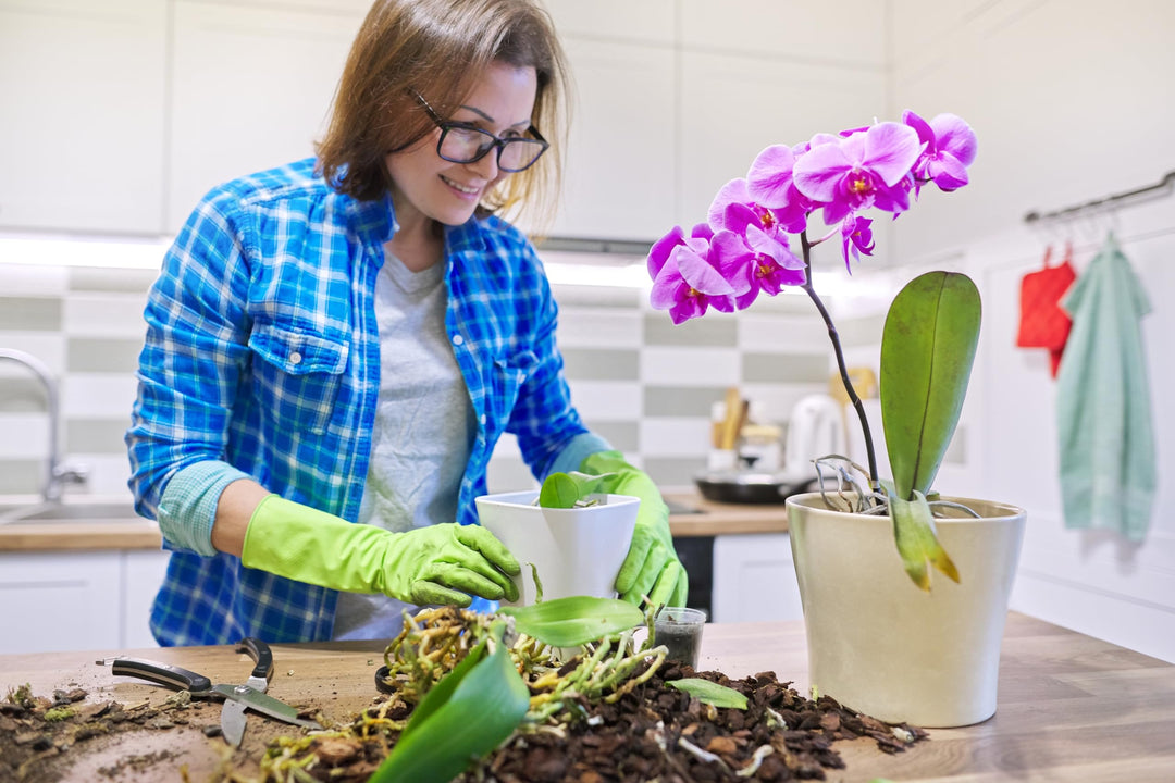 Phalaenopsis Mix - Premium Grade Phalaenopsis Potting Mix for Potting, Repotting, Enhanced Drainage, Air Flow &amp; Root Ventilation, Ideal for Phalaenopsis Orchids - 8 Dry Quarts