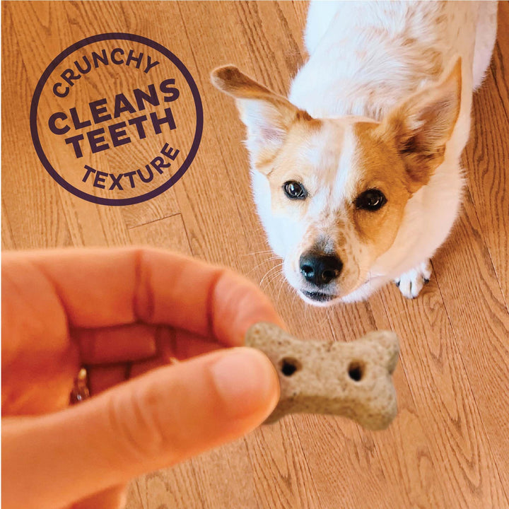 Wellness Minty Fresh Breath Dog Biscuits, Natural, Training Treats, Spearmint, Parsley, Oats, &amp; Chicken Flavor, Mini Size, (20 Ounce Bag)