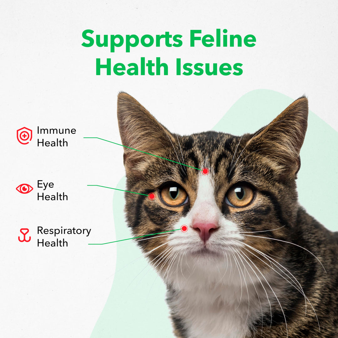 Viralys Daily L-Lysine Powder for Cats and Kittens, Fish Flavored Lysine Supplement for Cats and Kittens to Support Immune Health, Normal Eye Function and Respiratory Health, 600gm