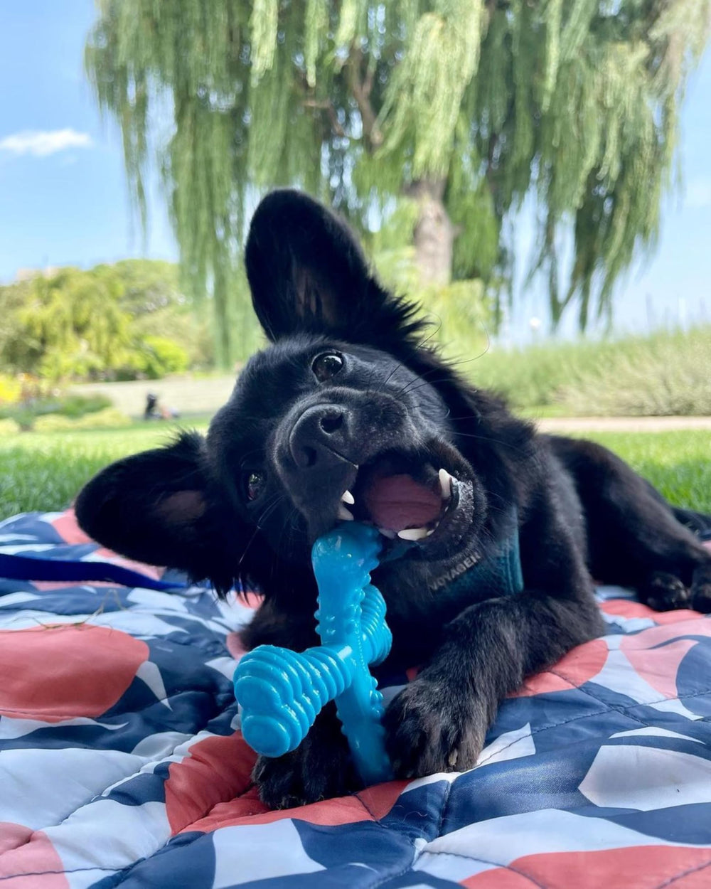 Comfort Hold X-Bone Power Chew Toy for Dogs, Dog Toys for Aggressive Chewers, Beef Flavor, Small - Up to 25 lbs, 1 Count