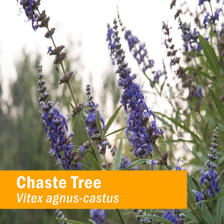 Chaste Tree Liquid Extract for Female Reproductive System Support - 4 Ounce