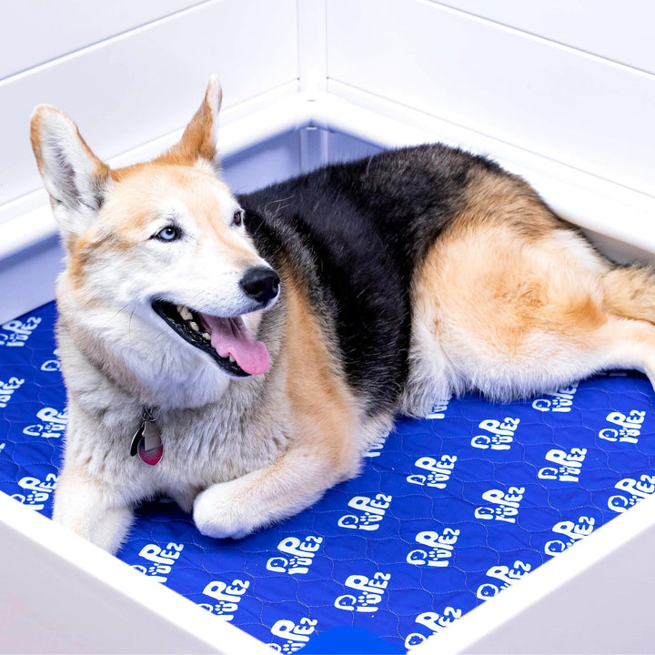 Whelping Box - 48x48x18 - Whelping Bed, Pen for Puppies, Large Breed Dogs