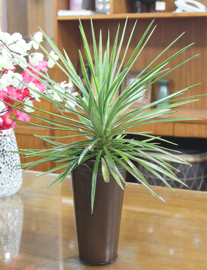 15 Inch High Antique Bronze French Bucket Vase with Handles. Ideal for Dried Floral Arrangements at Home for Weddings Gift Spa and Aromatherapy Settings O4