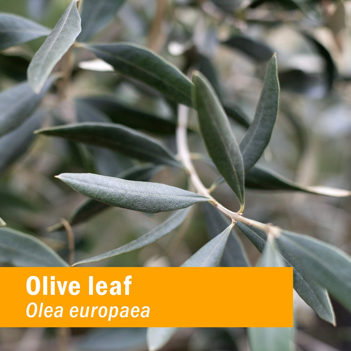 Herb Pharm Certified Organic Olive Leaf Liquid Extract 