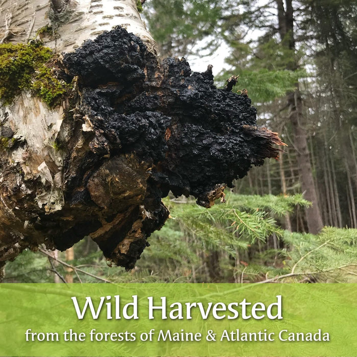 Maine Chaga &amp; Wild Blueberry Tea Powder, Makes Over 200 Servings, 100% Wild-Harvested USA &amp; Canadian Grown Chaga