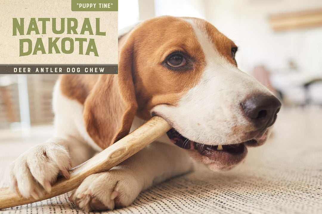 Premium Deer Antler Chew Toys (Medium) Puppy Tine