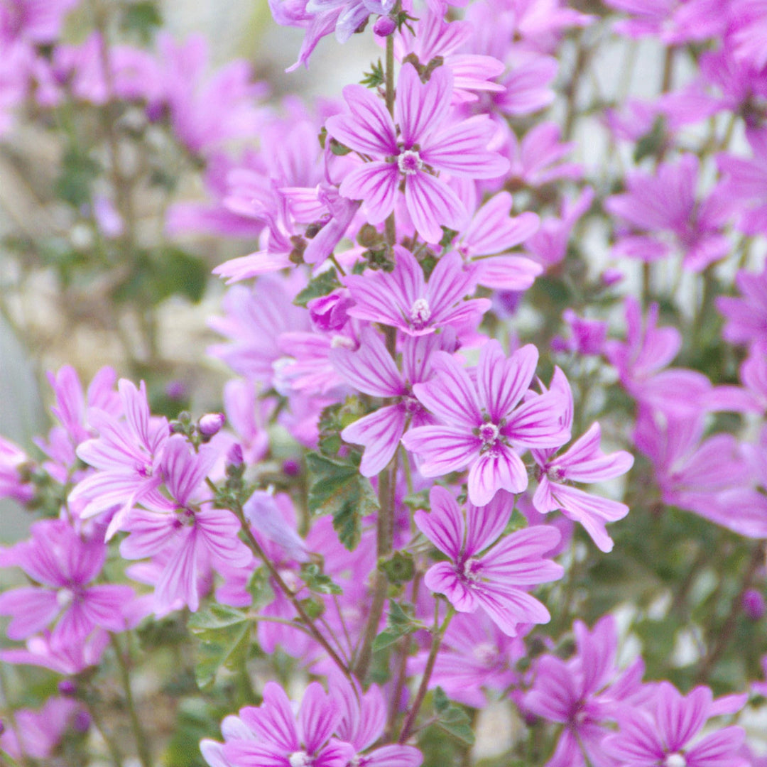 Malven Volumizing Shampoo 200ml