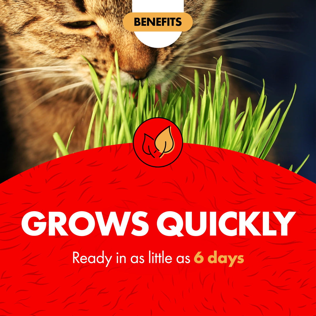 Cat-A&#39;bout Cat Grass For Indoor Cats, 5.25 oz, Cat Grass Growing kit for all cats, Cat Grass Growing Kit Includes Potting Mix, Seeds, and Container