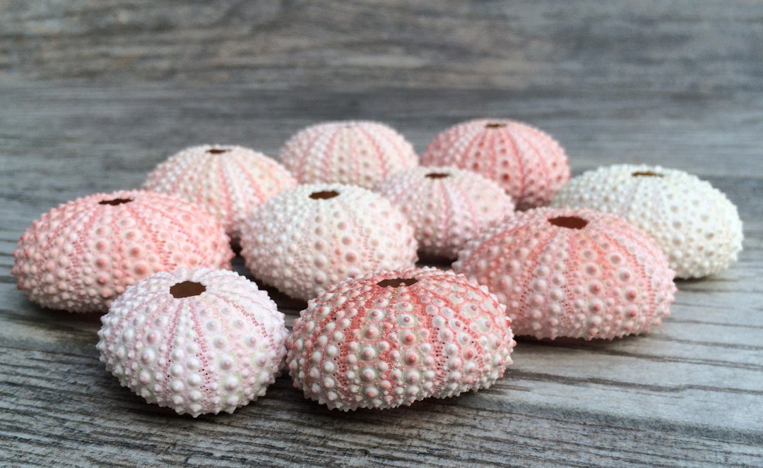 Sea Urchins Shells for Air Plants - 10 Pink (1-2) Sea Urchin Shells - Hanging Air Plant Holder - Air Plants Live Holders - No Plants Included