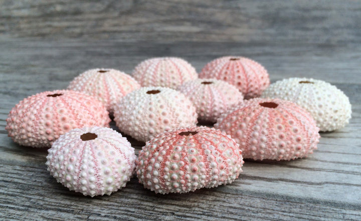 Sea Urchins Shells for Air Plants - 10 Pink (1-2) Sea Urchin Shells - Hanging Air Plant Holder - Air Plants Live Holders - No Plants Included