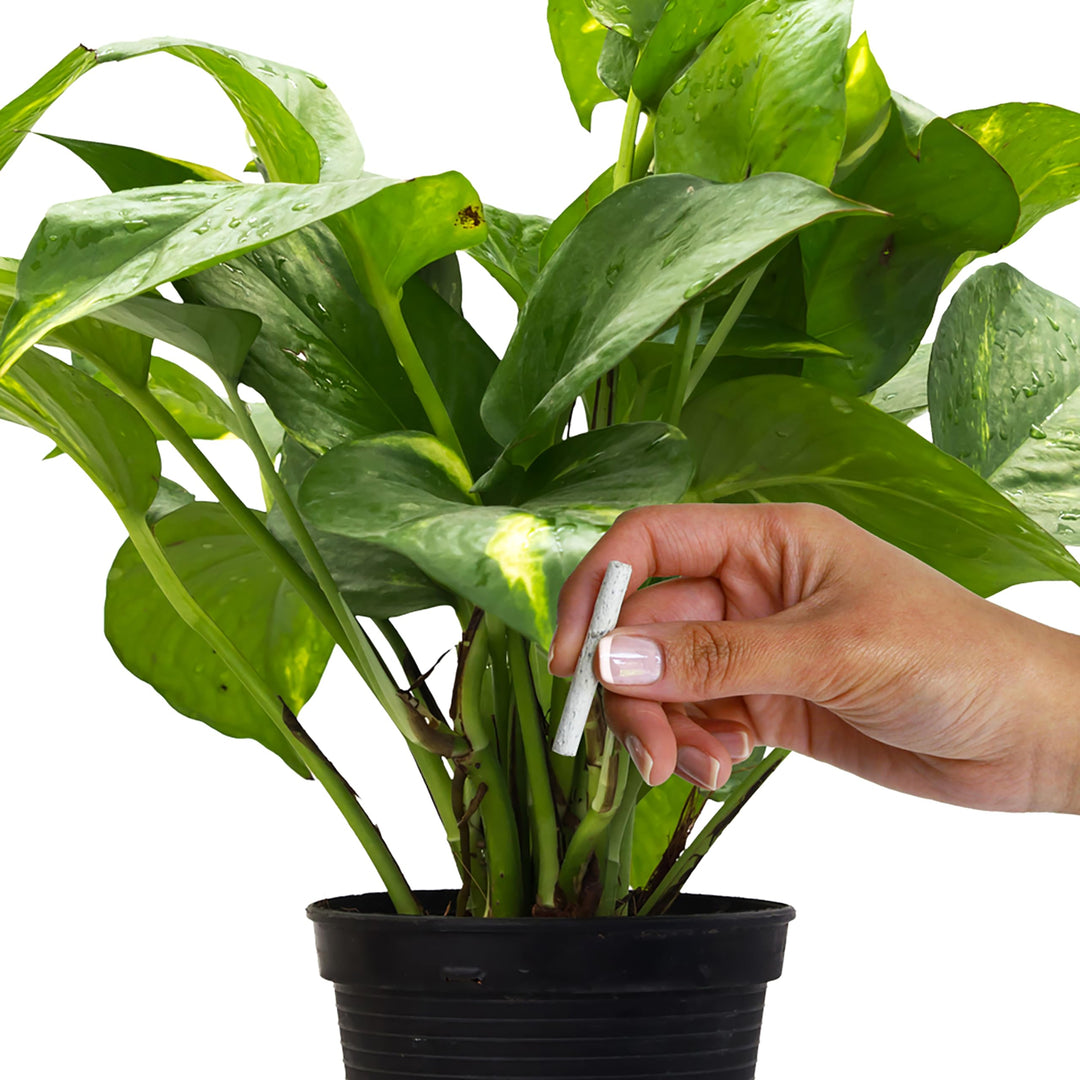 Jobe&#39;s Plant Food Fertilizer Spikes, Easy Plant Care for All Indoor Flower and Foliage Houseplants, 50 Count