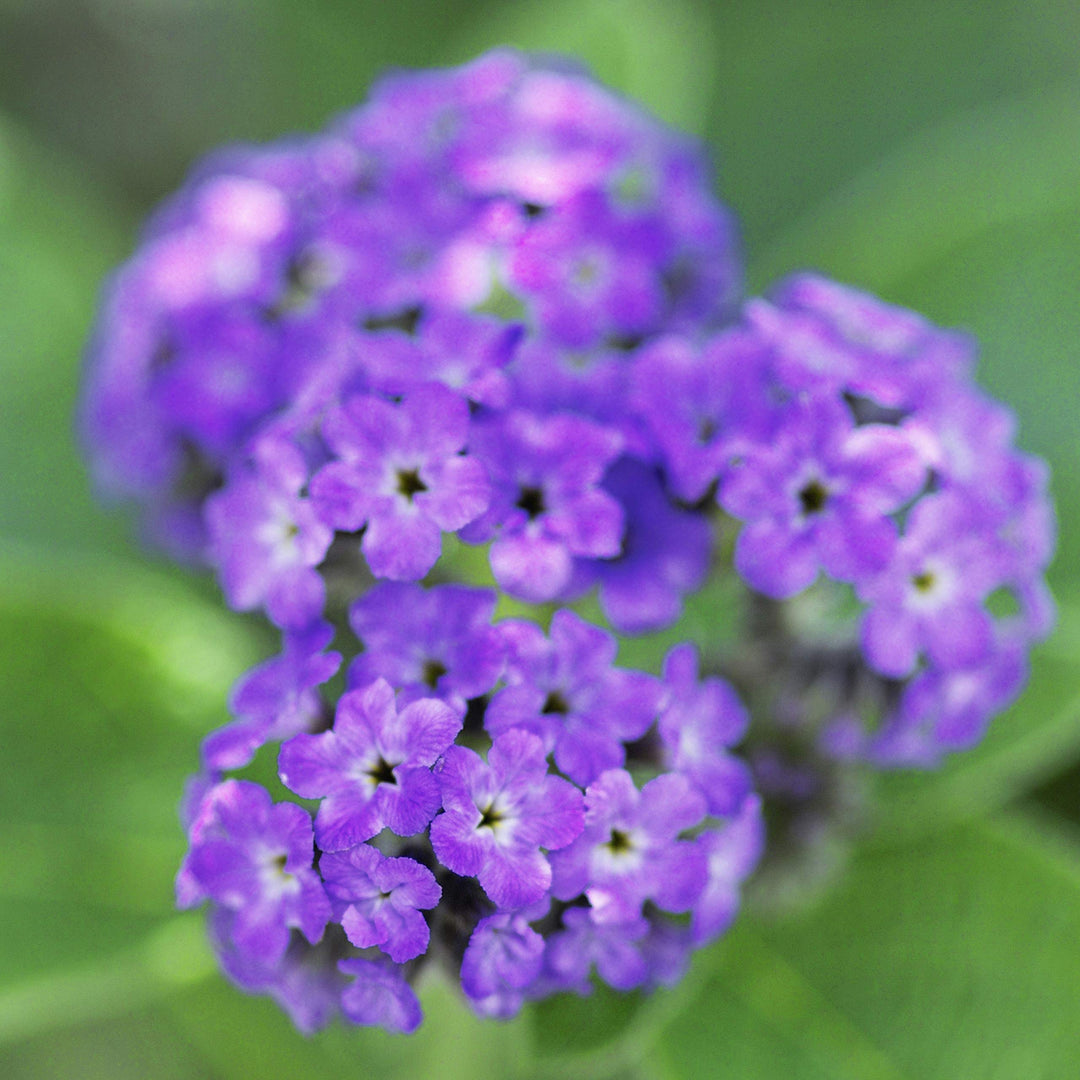 Casual Fine Parfum Spray, 118.29ml