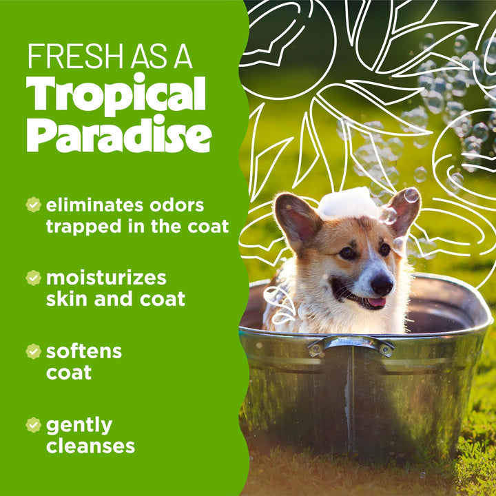 Deodorizing Dog Shampoo for Smelly Dogs, Powerful Odor Control, Puppy Safe, Made in the USA, Aloe &amp; Coconut Scent, Cat Friendly, 20oz.