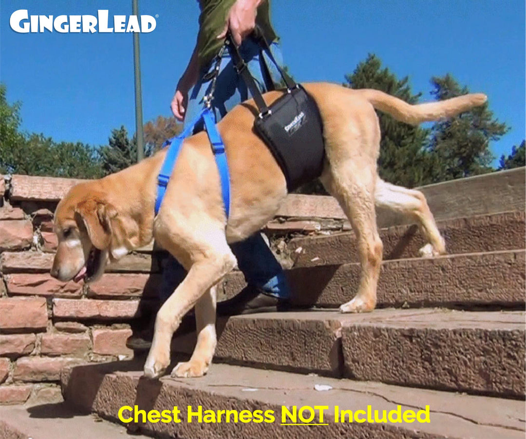 GINGERLEAD Dog Rear Support Sling Harness, M/LG Unisex with Cutout Fits Male &amp; Female Dogs. Padded Hip Lifting Aid Helps Old Pets Walk, K9s Recover from TPLO Surgery. Integrated Leash. Made in U.S.A.