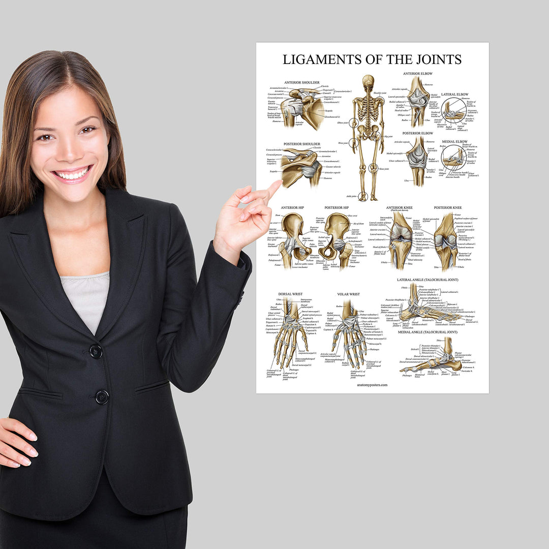 Palace Learning 3 Pack - Muscle + Skeleton + Ligaments of the Joints Anatomy Poster Set - Muscular and Skeletal System Anatomical Charts - Laminated 18 x 24
