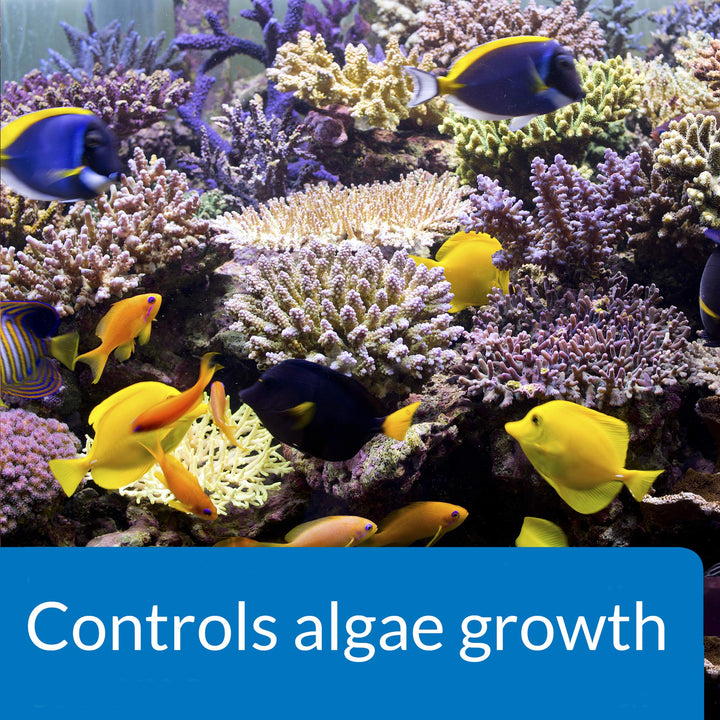 API MARINE ALGAEFIX Algae Control 16-Ounce Bottle