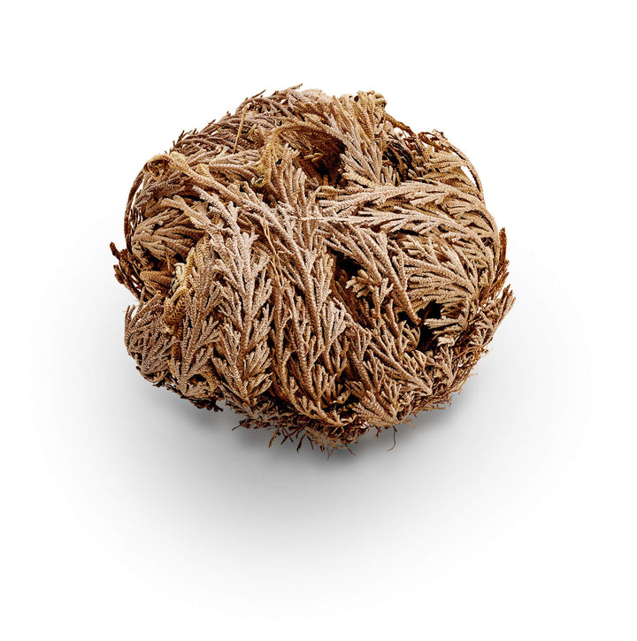 Luchea's Psychic World Herbs-Rose of Jericho-Whole