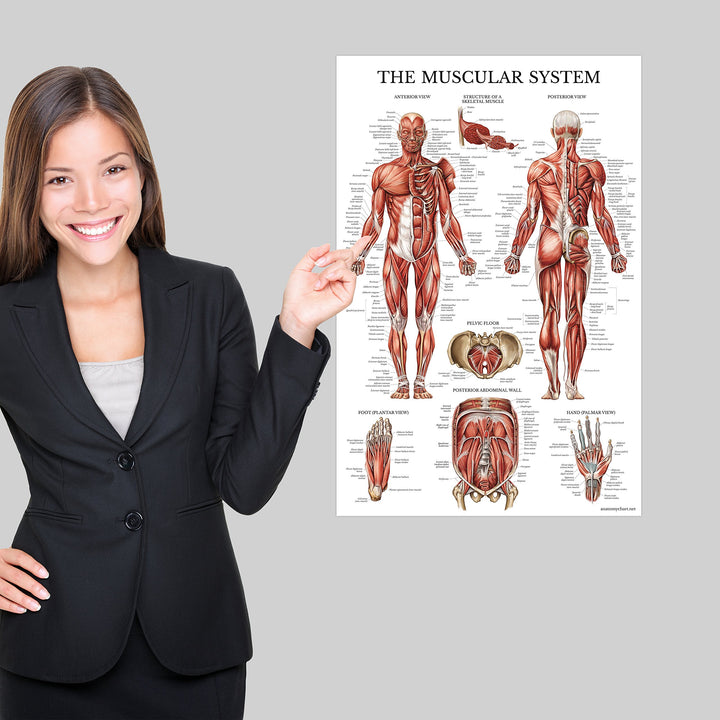 Palace Learning Muscular System Anatomical Poster - LAMINATED - Muscle Anatomy Chart - Double Sided (18 x 27)