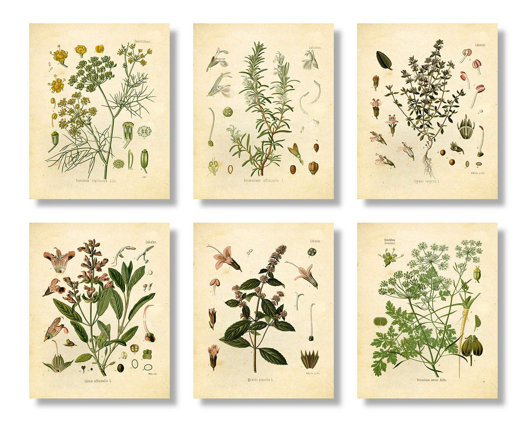 Vintage Botanical Prints | Kitchen Herb Wall Art Thyme, Mint, Rosemary, Parsley, Sage, Fennel | Set of 6 8x10 Unframed