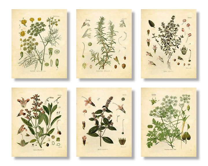 Vintage Botanical Prints | Kitchen Herb Wall Art Thyme, Mint, Rosemary, Parsley, Sage, Fennel | Set of 6 8x10 Unframed