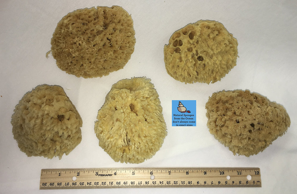 Natural Sea Wool Sponge 4-5 ® Amazing Natural Renewable ResourceCreating The in Home Perfect Bath and Shower Experience 100% Sa...