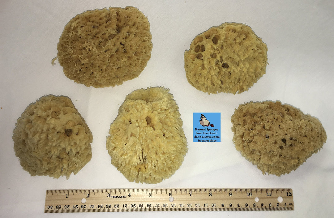 Natural Sea Wool Sponge 4-5 ® Amazing Natural Renewable ResourceCreating The in Home Perfect Bath and Shower Experience 100% Sa...