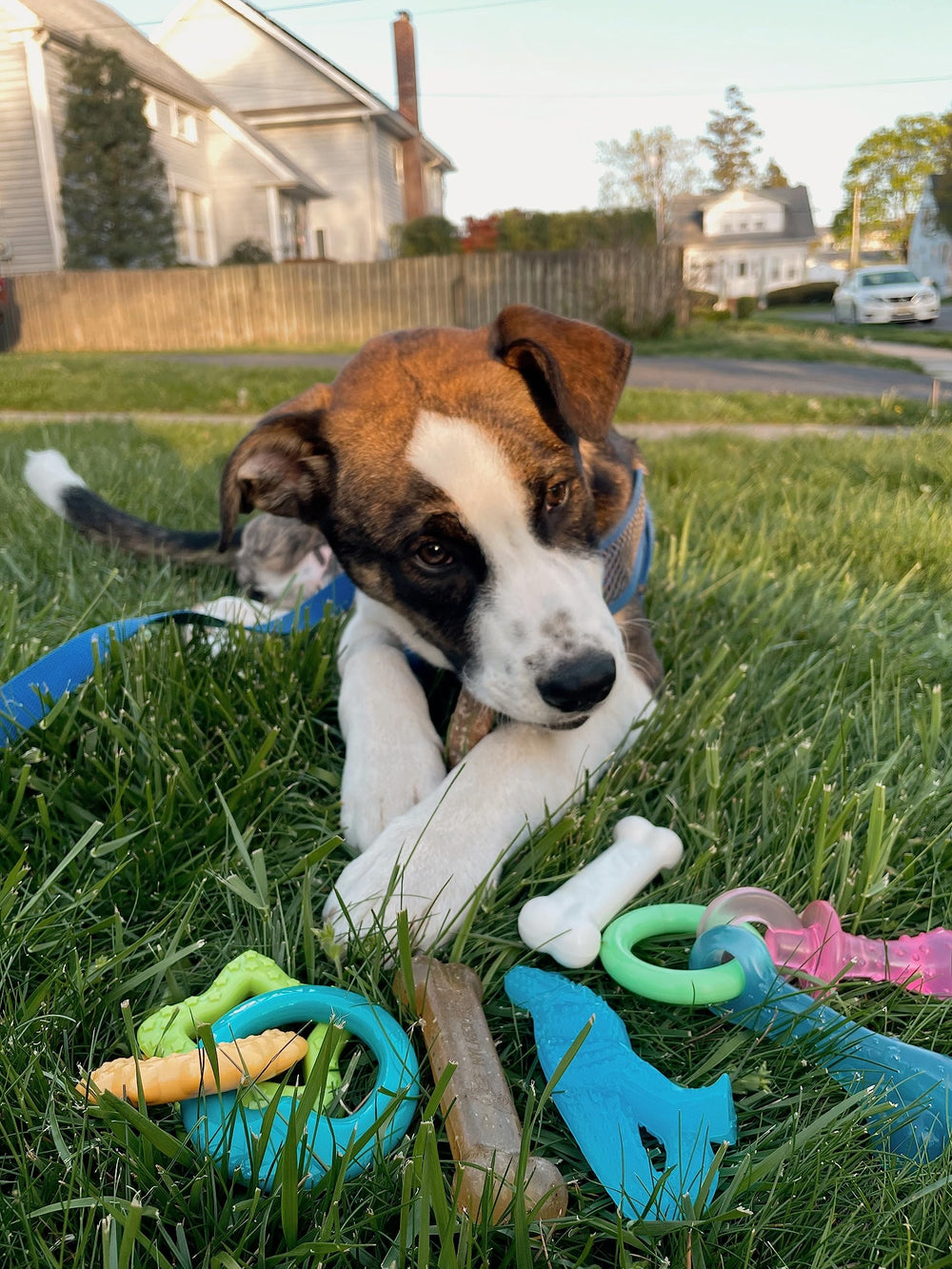 New Puppy Starter Kit, 5 Chew Toys and 1 Natural Treat for Puppies, Multi Color, Bacon & Chicken Flavor, Small - Up to 25 lbs, 6 Pack