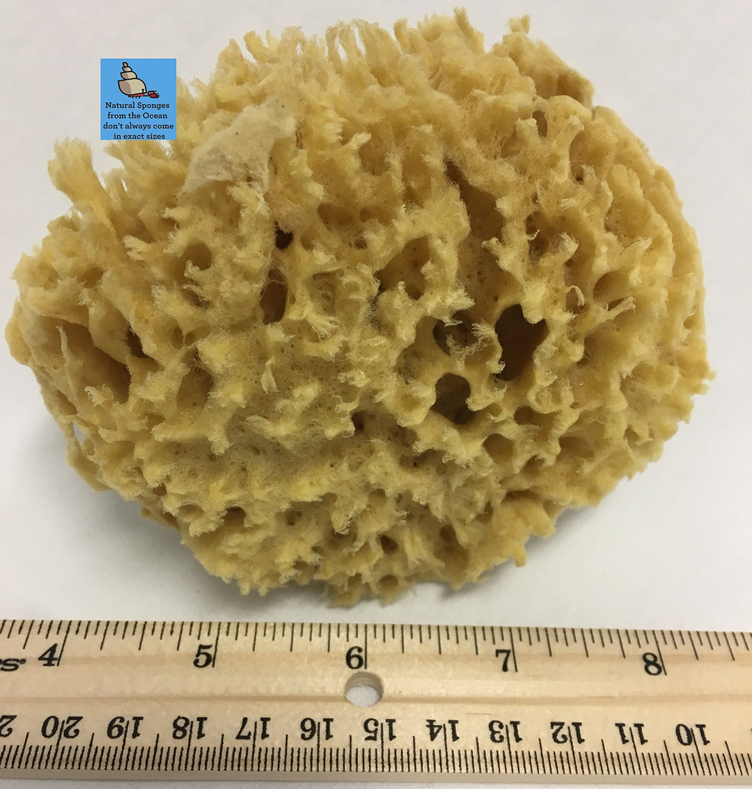 Natural Sea Wool Sponge 4-5 ® Amazing Natural Renewable ResourceCreating The in Home Perfect Bath and Shower Experience 100% Sa...