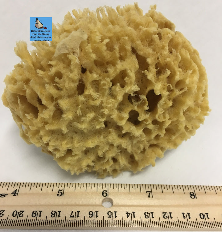 Natural Sea Wool Sponge 4-5 ® Amazing Natural Renewable ResourceCreating The in Home Perfect Bath and Shower Experience 100% Sa...
