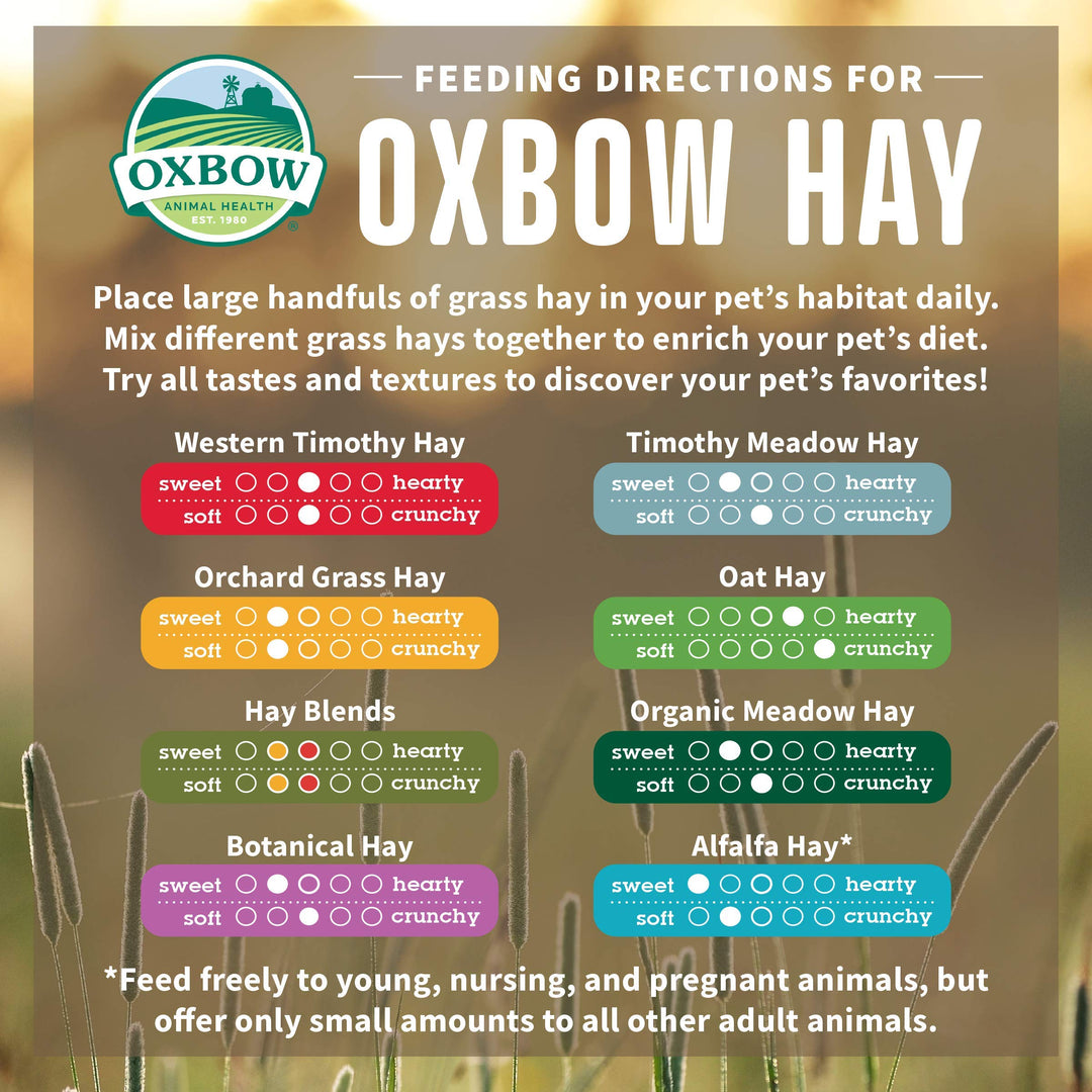 Oxbow Animal Health, Botanical Western Timothy Hay, Guinea Pig Hay, Small Pet Bunny Supplies, All Natural Grass for Guinea Pig, Bunny, Chinchilla & Hamster, Oxbow Rabbit Supplies, 15 oz bag