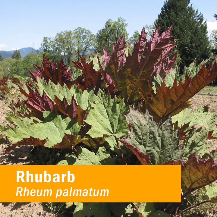 Herb Pharm Rhubarb Liquid Herbal Extract - 1 fl oz