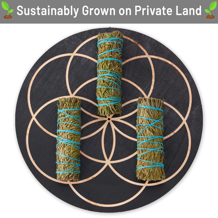 6 Pack Cedar Smudge Sticks - Hand Made, Grown Naturally and Sustainably - for Smoke Cleanse, Smudging, Smudge Kits, Home or Office Purification