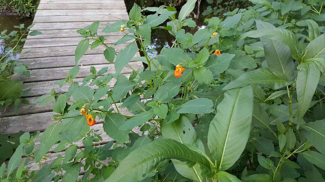 His Majesty&#39;s Jewelweed Salve