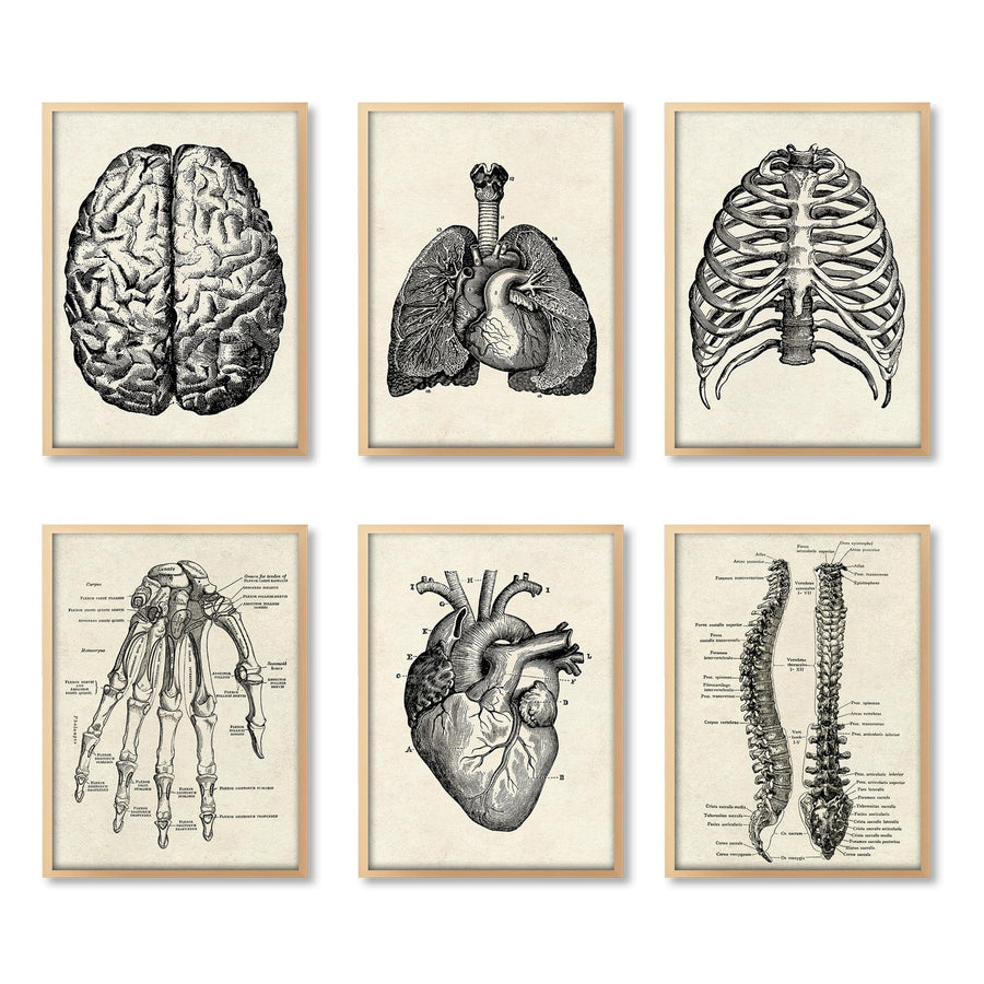 Human Anatomy Artwork Medical Wall Picture Muscle Skeleton Vintage Poster Nordic Canvas Print Education Painting Modern Decor 8”X10” (unframed)