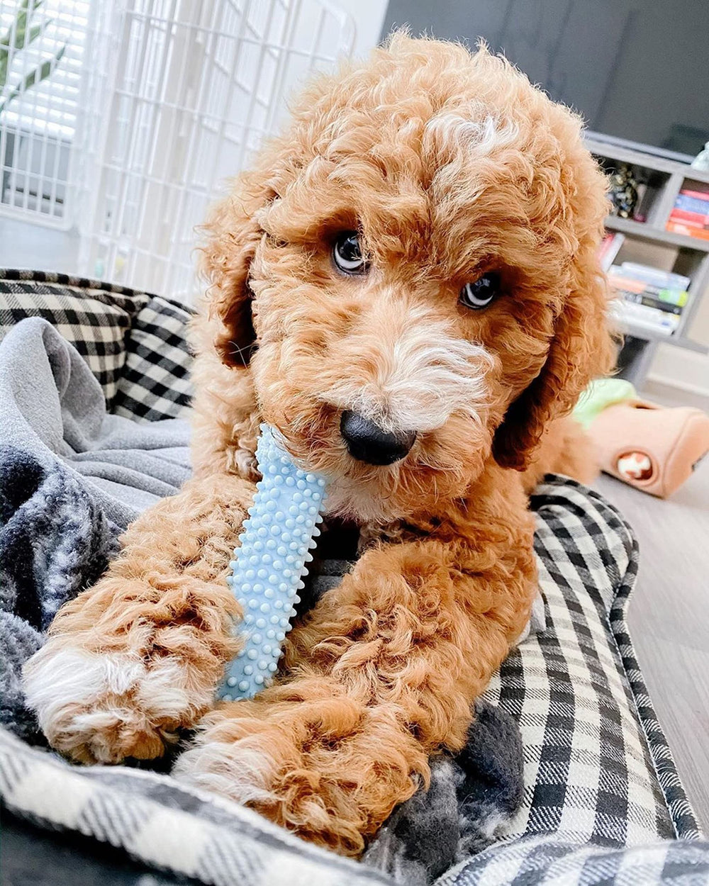 Textured Teething Bone Chew Toy for Puppies, Puppy Chewing Toys, Blue, Chicken Flavor, X-Small - Up to 15 Ibs, 1 Count