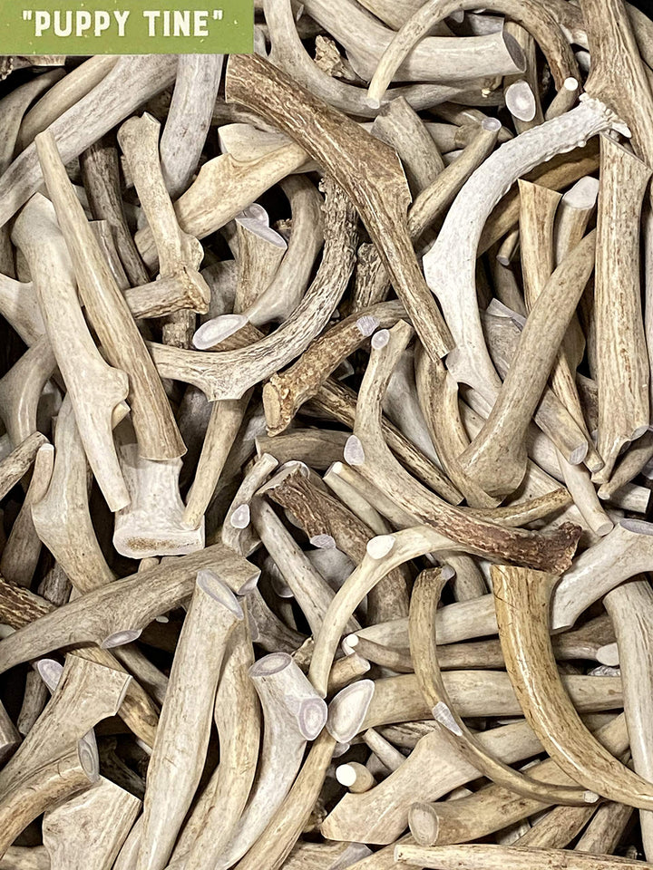 Premium Deer Antler Chew Toys (Medium) Puppy Tine
