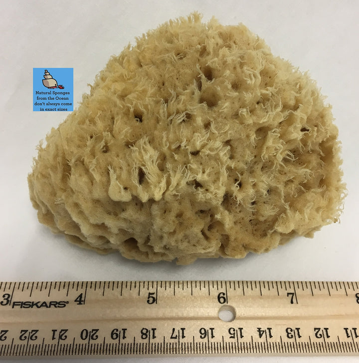 Natural Sea Wool Sponge 4-5 ® Amazing Natural Renewable ResourceCreating The in Home Perfect Bath and Shower Experience 100% Sa...