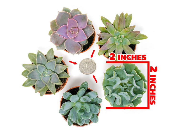 Succulents Plants Live (6PK) Potted Succulent Plants Live House Plants, Cactus Plants Live Plants Indoor Plants Live Houseplants, Indoor Plant Succulents Live Plant House Plant