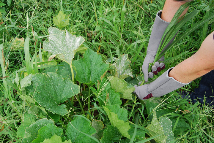 MAGID HandMaster Professional Rose Pruning Gloves, 144 Pairs, Size 9/Large, BE194T