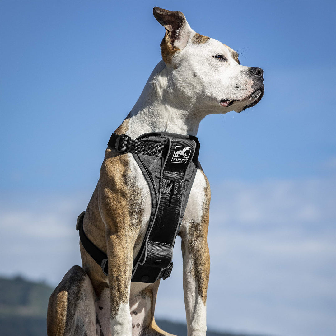 Tru-Fit Smart Harness, Dog Harness, Pet Walking Harness, Quick Release Buckles, Front D-Ring for No Pull Training, Includes Dog Seat Belt Tether (Black, Medium)