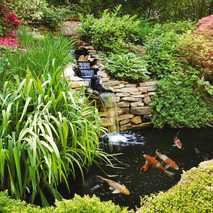 Pond Algae Control Treatment For Use With Fish &amp; Plants, 33.8-Ounce